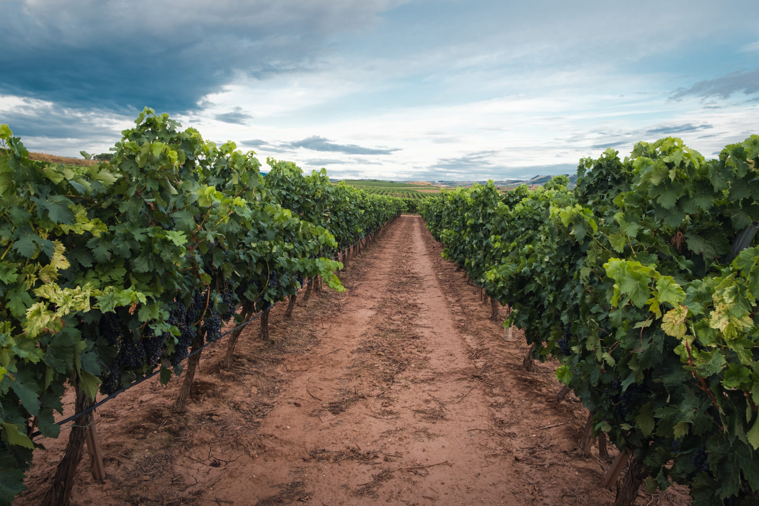 the Vineyards before the harvest in La Rioja